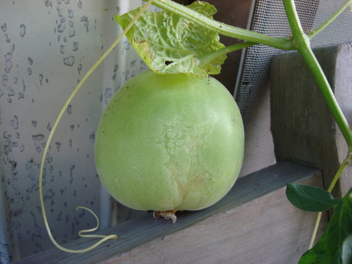 honey dew melon