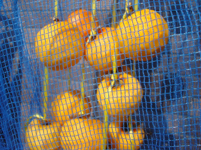 Hoshigaki of sour persimmon