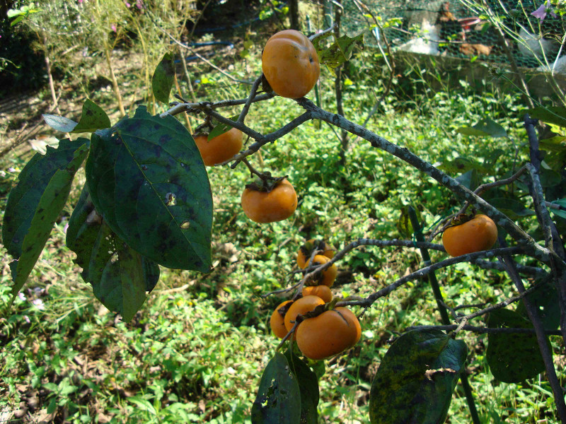 Jiro Persimmon