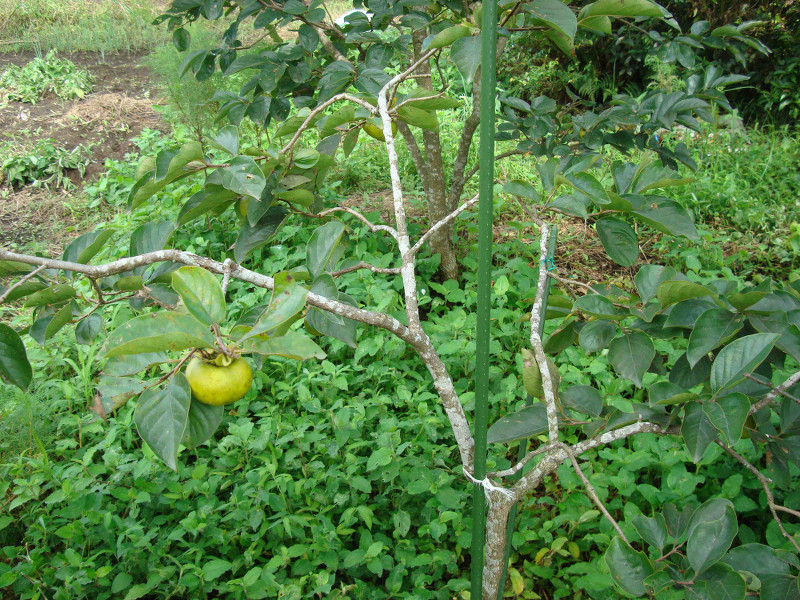 Jiro Persimmon