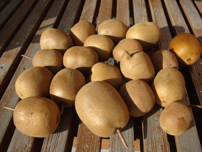 キウィフルーツ