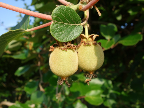 kiwi Golden King