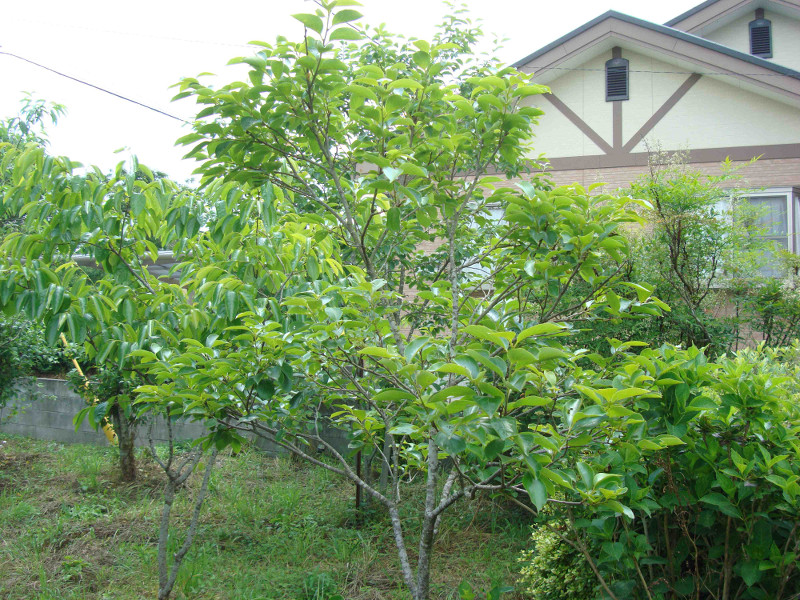 Japanese Black Persimmon Kurokaki