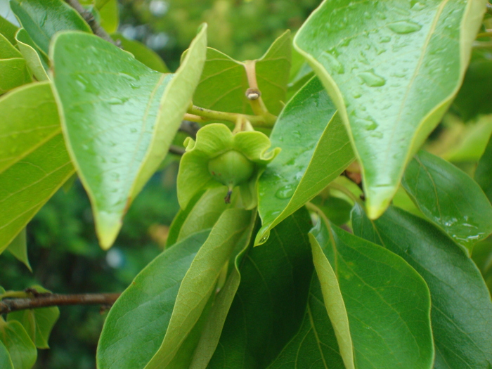 Japanese Black Persimmon Kurokaki