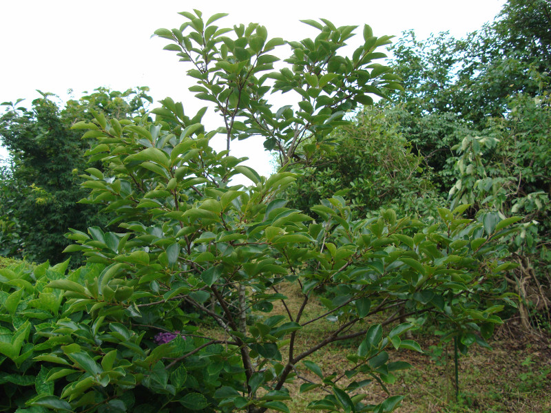 Japanese Black Persimmon Kurokaki
