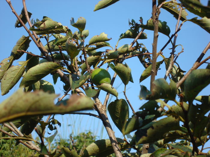 Japanese Black Persimmon Kurokaki