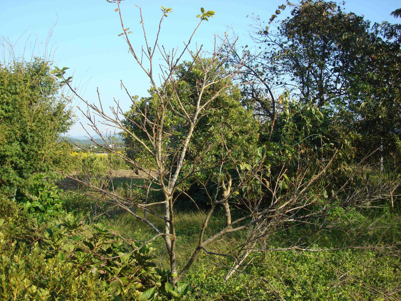 Japanese Black Persimmon Kurokaki