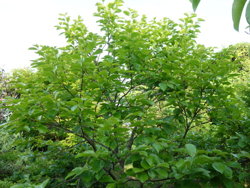 Japanese Black Persimmon Kurokaki