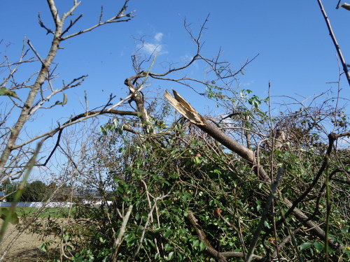 ムベの木と折れた柿の木