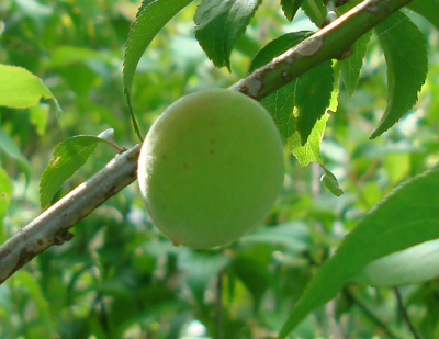 JapaneseApricotNanko