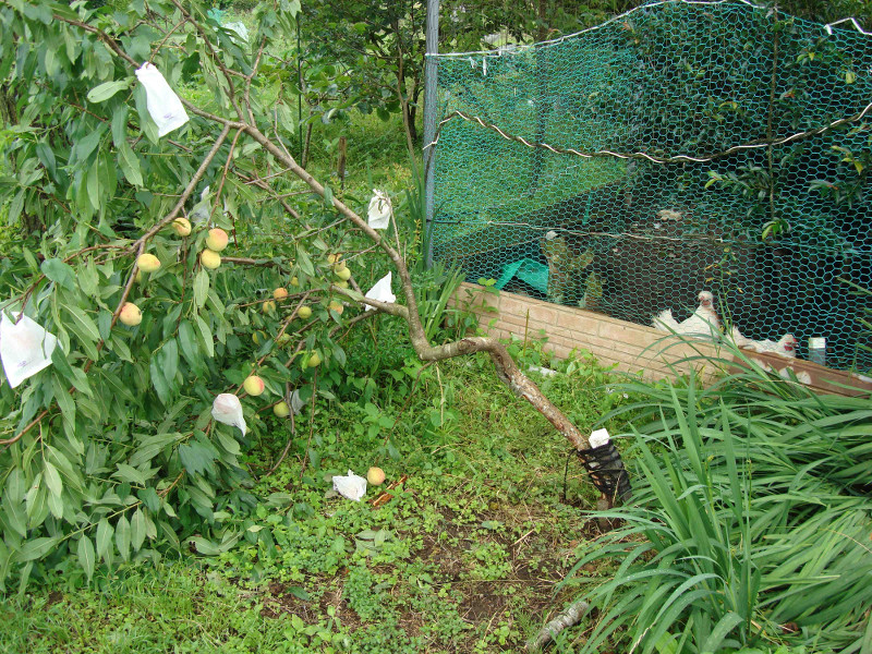 Restoration of Peach Tree
