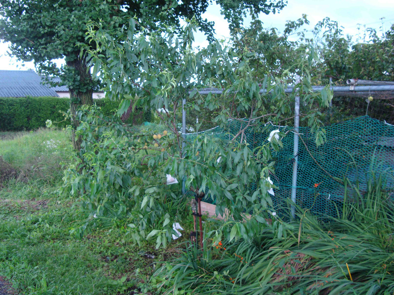 Restoration of Peach Tree