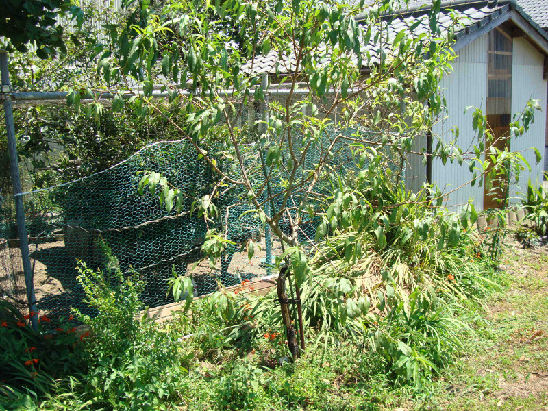 Restoration of Peach Tree