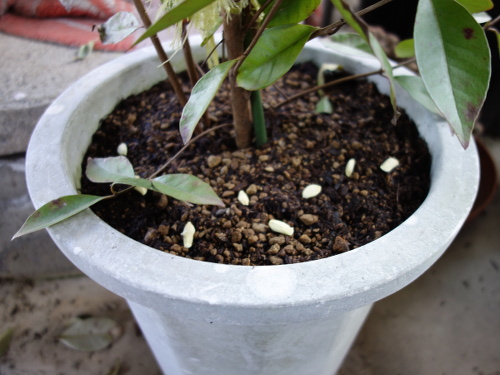 seeds of sour pummelo