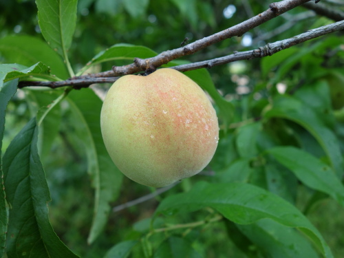 Tamaki peach