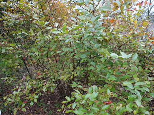 Blueberry Rabbiteye Ethel