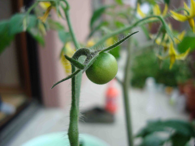 Fruit Tomato