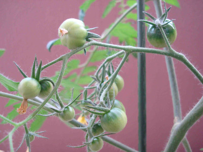 Fruit Tomato