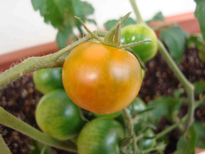 Tomato