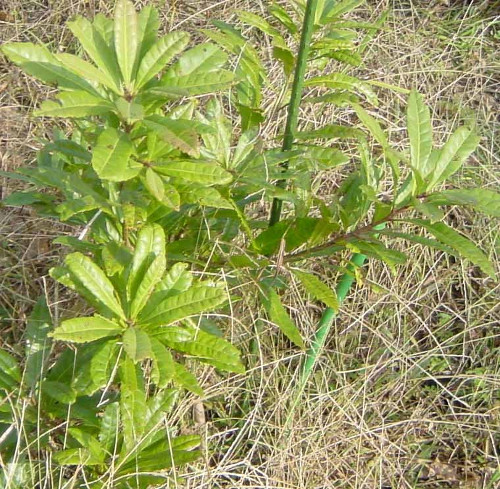 JapaneseMyricaRubraYamamomo