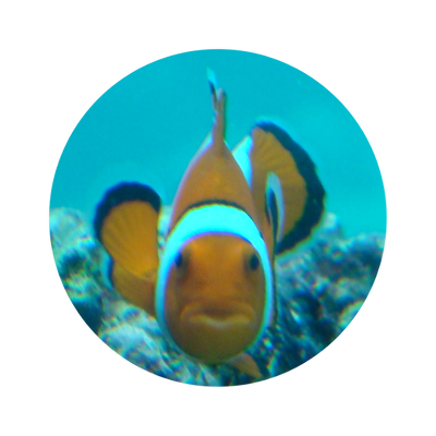 anemonefish