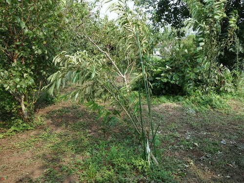 ぽろたん栗の木