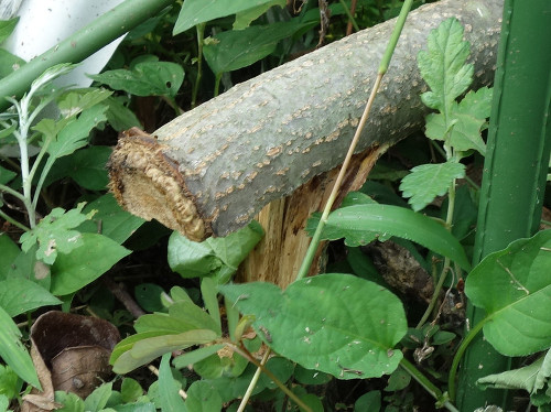 ぽろたん栗の木