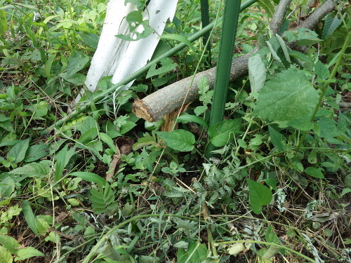 ぽろたん栗の木