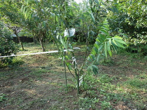 ぽろたん栗の木