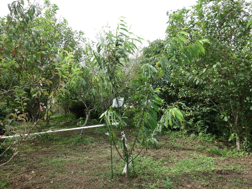 ぽろたん栗の木