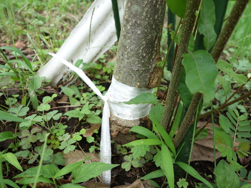 ぽろたん栗の木