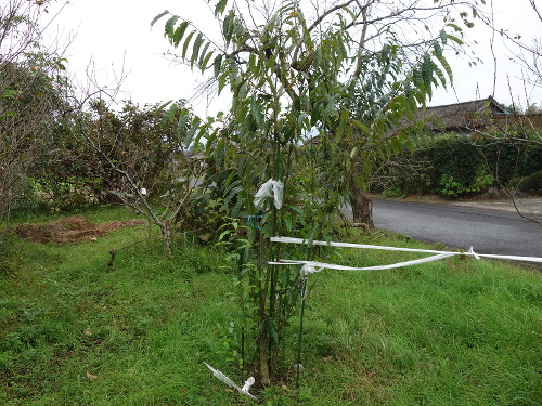 ぽろたん栗の木