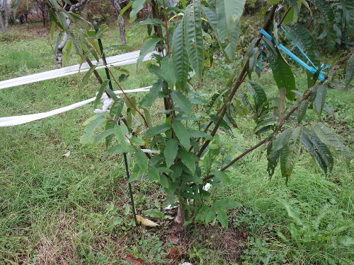 ぽろたん栗の木