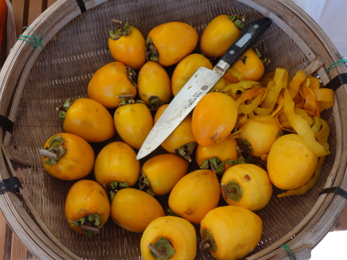 渋柿で干し柿作り