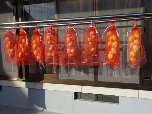 渋柿で干し柿作り