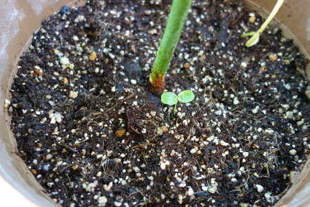 パッションフルーツの双葉(子葉)