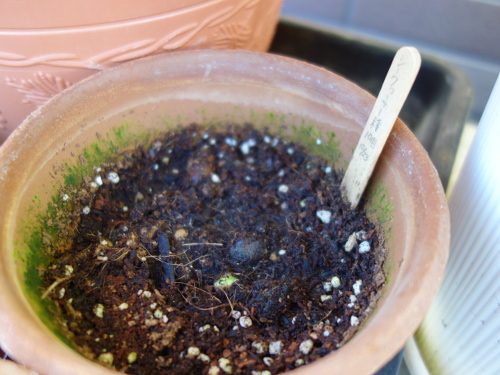 陶器製の鉢に蒔いたシークヮーサーの種