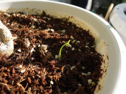 シークヮーサーの実生