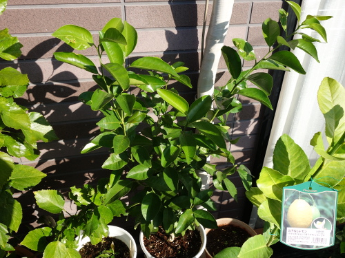 シークヮーサーの接ぎ木苗