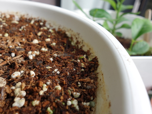 シークヮーサーの実生