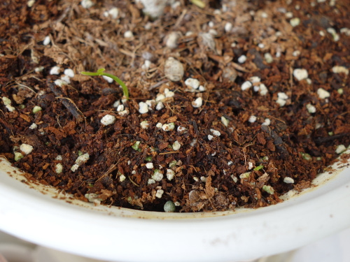 シークヮーサーの実生