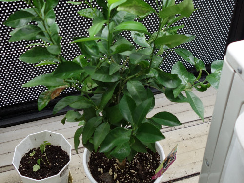 シークヮーサーの苗木