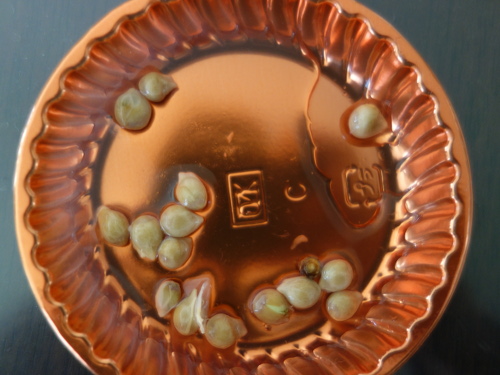 シークヮーサーの種