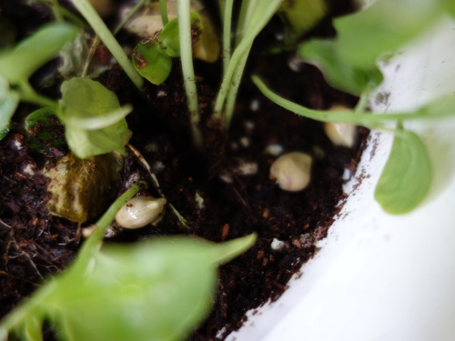 パッションフルーツの実生苗の鉢に蒔いたシークヮーサーの種