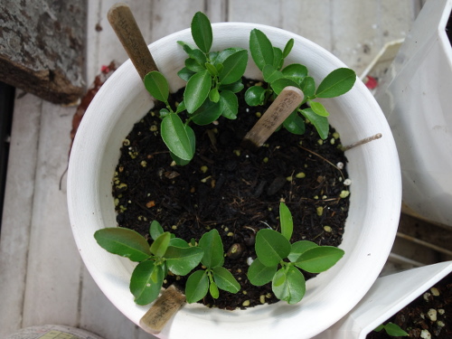 シークヮーサーの実生