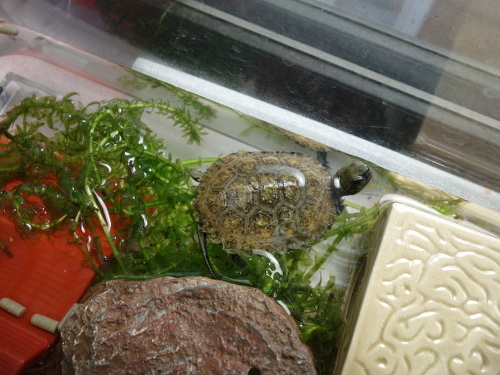 ニホンイシガメ