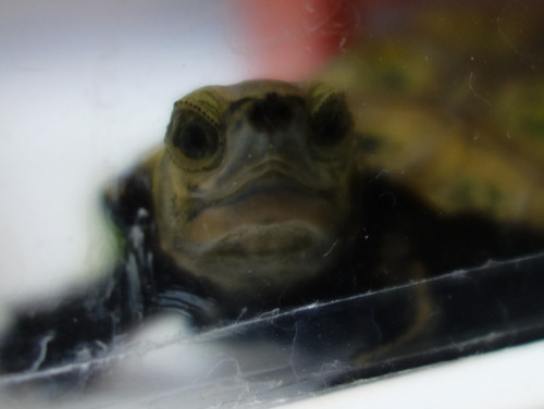 ニホンイシガメ