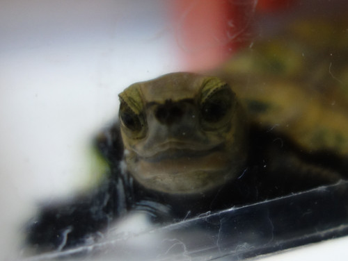 ニホンイシガメ