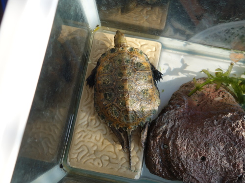 ニホンイシガメ