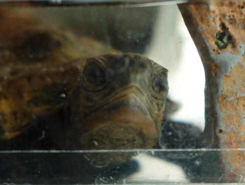 ニホンイシガメ